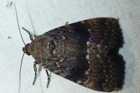 Amphipyra pyramidea