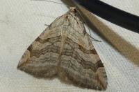 Aplocera efformata/plagiata