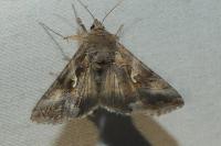 Autographa gamma