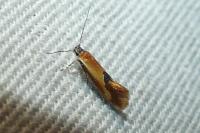 Batia lunaris