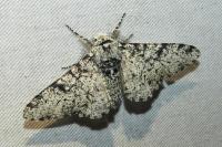 Biston betularia