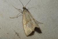 Chrysocrambus linetella
