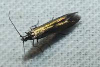 Coleophora