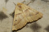 Crocallis elinguaria