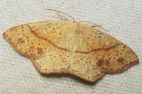 Cyclophora punctaria