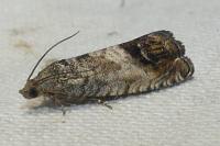 Cydia splendana