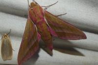 Deilephila elpenor