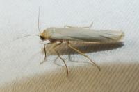 Eilema caniola