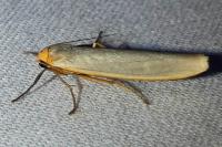 Manulea complana
