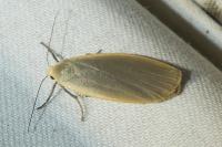 Collita griseola