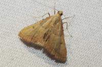 Endotricha flammealis