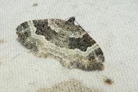 Epirrhoe alternata