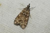 Eudonia mercurella