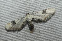 Eupithecia centaureata