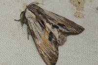 Harpyia milhauseri