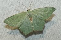 Hemithea aestivaria