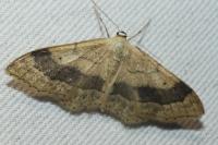 Idaea aversata