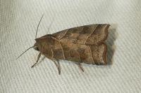 Ipimorpha retusa