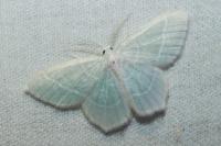 Jodis lactearia