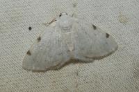 Lomographa bimaculata