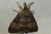 Lymantria dispar