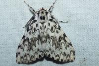 Lymantria monacha