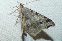 Macaria alternata