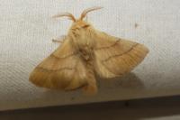 Malacosoma neustria