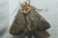 Mesapamea secalella/secalis