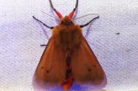 Phragmatobia fuliginosa