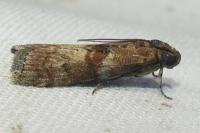 Phycita roborella