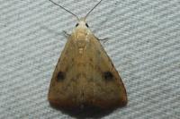 Rivula sericealis