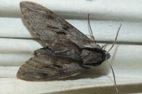Hyloicus maurorum/pinastri