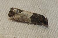 Spilonota ocellana