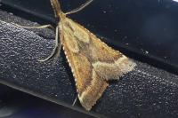 Synaphe punctalis