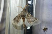 Thaumetopoea pityocampa