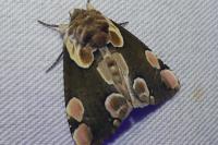 Thyatira batis