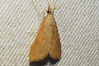 Udea ferrugalis