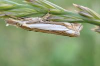 Crambus pascuella