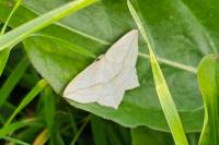 Timandra comae