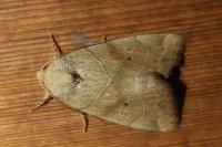 Cosmia trapezina