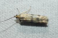 Homoeosoma sinuella