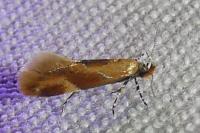 Epicallima formosella