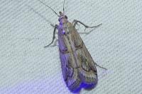 Pempelia genistella