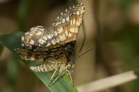 Chiasmia clathrata