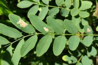 Parectopa robiniella