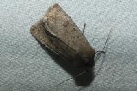 Hoplodrina blanda