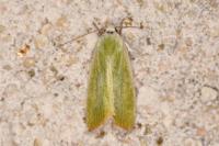 Earias clorana