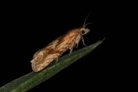 Eucosma cana