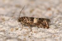 Epiblema graphana